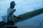 Pemupukan